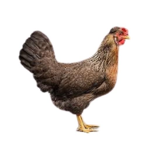 Brown Poultry Farm Live Country Chicken