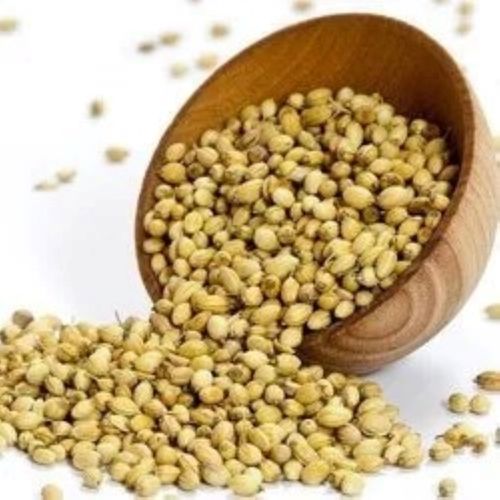 Yellow Dried Round Spices Healthy Solid Raw Pungent Earthy Coriander Seeds