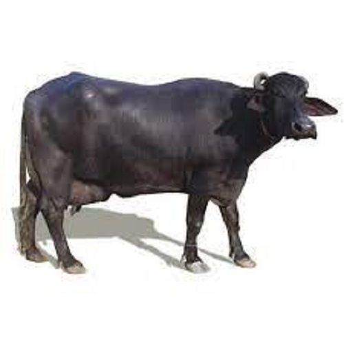 High Milk Yielding Murrah Black Buffalo Gender: Female