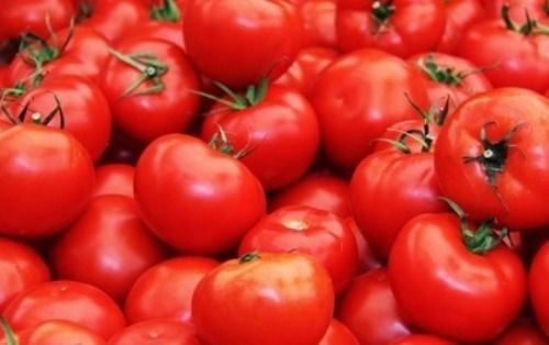 Natural Commonly Cultivated Round Fresh Raw Tomato