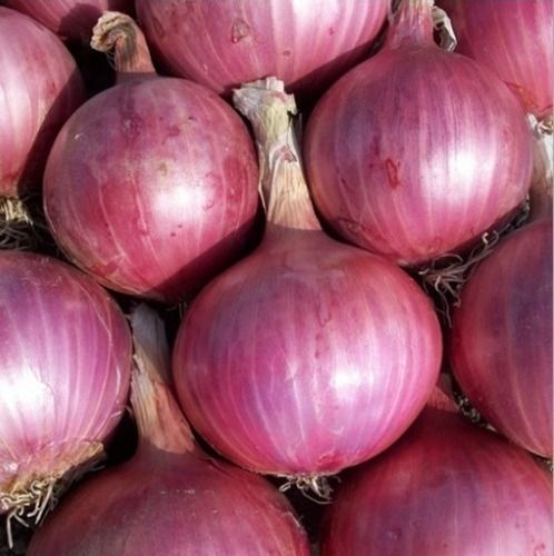 Naturally Cultivated Medium Size Raw Fresh Red Onion Moisture (%): 80%