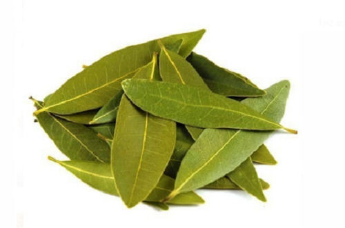 Green 100% Natural And Fresh Dried Raw Bitter Taste Bay Leaf