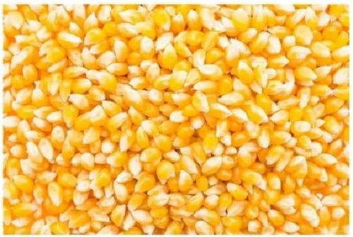 99% Pure Healthy And 13% Moisture Natural Organic Dried Maize Admixture (%): 1%