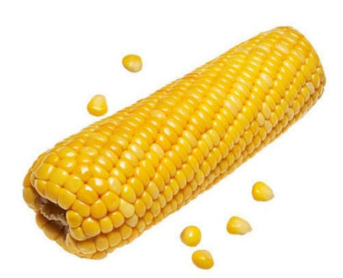 Common Cultivated Yellow Corn With 15% Moisture Contain