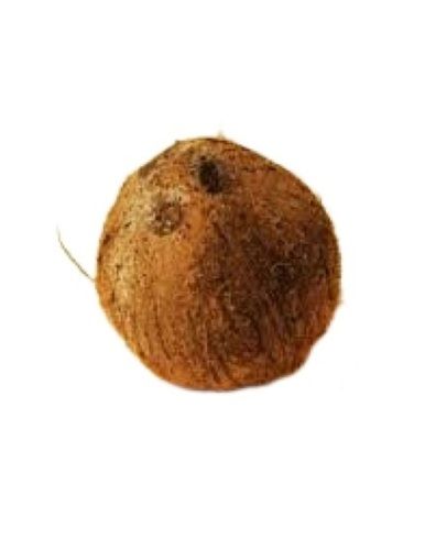आमतौर पर उगाया जाने वाला ताजा गोल आकार मध्यम आकार का अर्ध भूसी परिपक्व नारियल