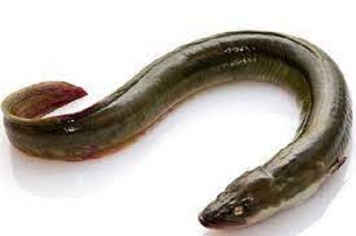 Eel Fish