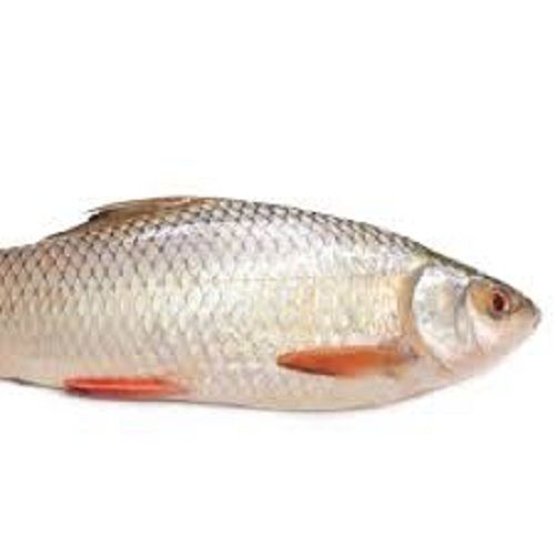 Rohu Fish Packaging: Drum