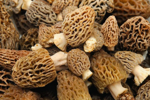 A Grade Dried 100% Natural Morel Mushroom, Loose Packaging