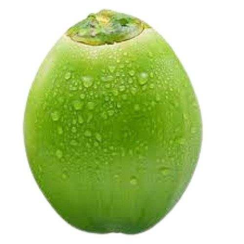 Common Green Oval Shape Medium Size Fresh Tender Coconut 