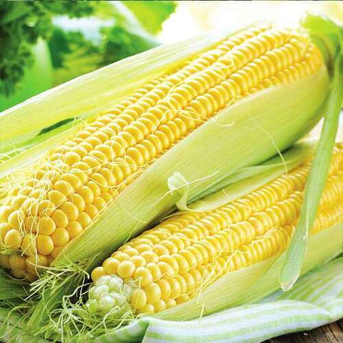 Natural Common Fresh Sweet Corn For Human Consumption, Good For Health