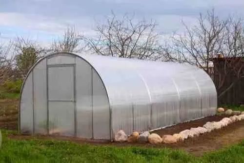 Natural & Milky White Polyethylene Polyhouse Sheet For Agriculture