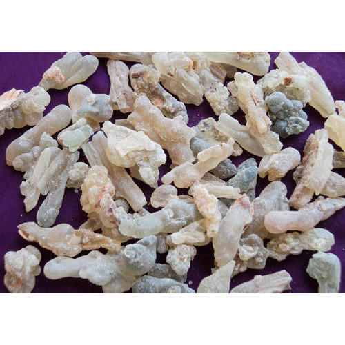 Salai Guggul Boswellia Serrata For Medicine And Cosmetics