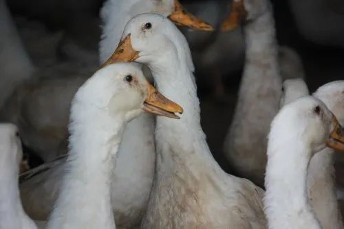 Vietnam Variety White Peking Duck