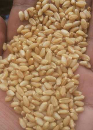 B Grade Wheat Grain
