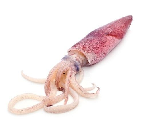 Fresh Squid