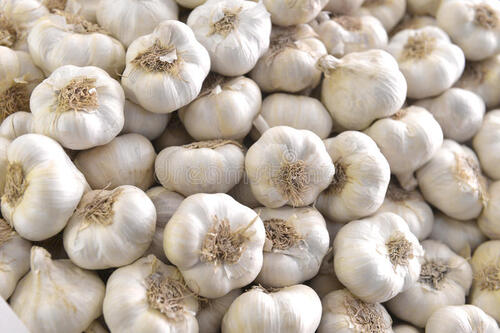 Garlic