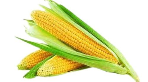 100% Pure And Natural A Grade Quality Dried Fiber Healthy Corn Admixture (%): 1%