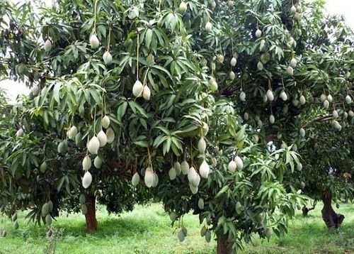 MANGO TREE