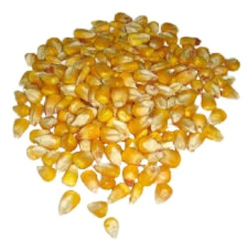Organic Healthy A Grade And 100% Pure Natural Maize Cattle Feed