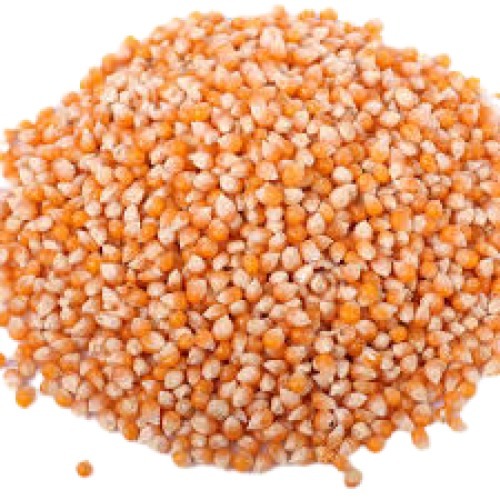 ऑर्गेनिक हेल्दी ए ग्रेड क्वालिटी और ड्राइड मक्का कैटल फीड आवेदन: दूध