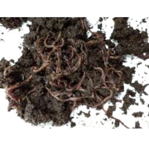 100% Pure Vermicompost Fertilizer