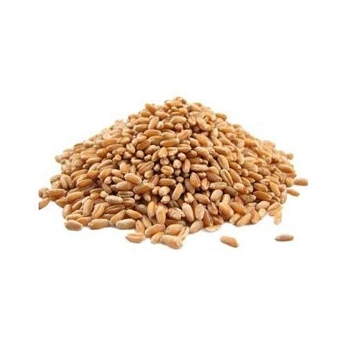 99%Pure And Natural Organic Cultivated Dried And Raw Whole Wheat Grain 