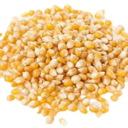 A Grade Quality Commonly Cultivated In India 100% Pure Medium Size Maize Seed