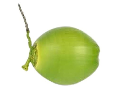 Green Commonly Cultivated Healthy Young Whole Round Shape Fresh Tender Coconut