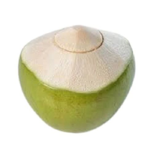 Green Natural Diamond Shape Medium Size Young Healthy Unprocessed Tender Coconut