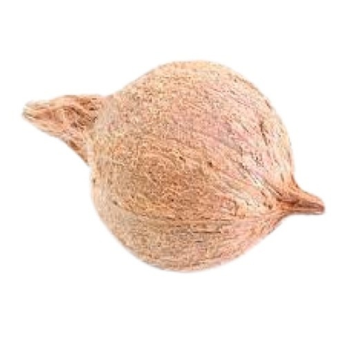 Round Shape Commonly Cultivated Medium Sized Whole Young Fresh Coconut