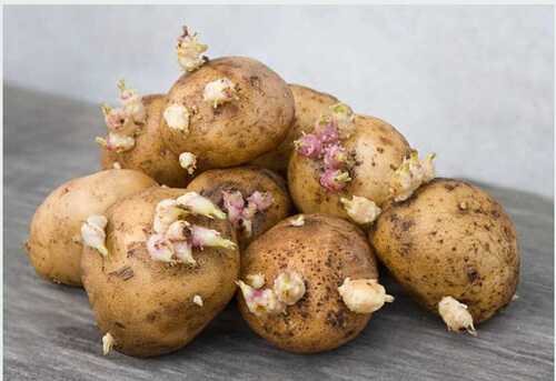 Brown Round Shape Pure Natural Potato Seeds For Agriculture Use