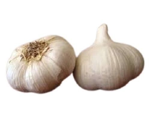 White Healthy Round Shape Fresh Garlic Preserving Compound: Dry Place