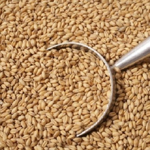 Brown 100% Pure Common Processing Dried A-Grade Wheat