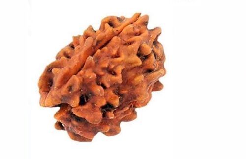 Elongated 3 Mukhi Rudraksha For Worshipping  Gender: Male