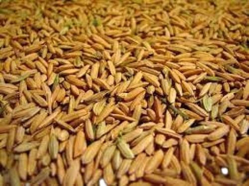 Common Cultivationa  Medium Grain Brown 100% Pure And Dried Paddy Ricea  Broken (%): 1