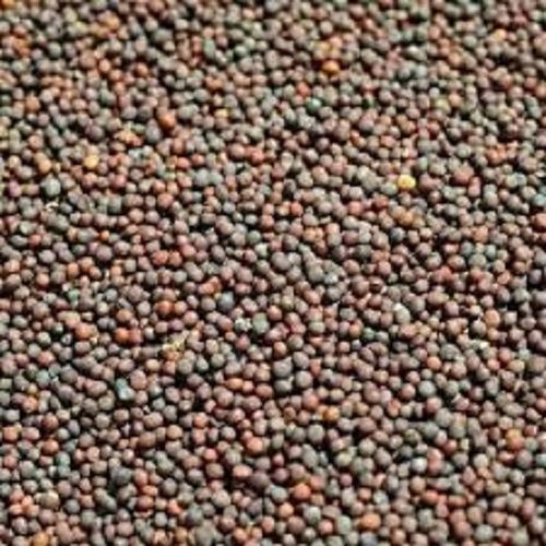 Commonly Cultivated Cooking Purpose A-Grade 100% Pure Edible Mustard Seeds Admixture (%): 4%