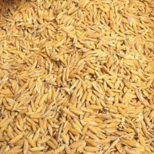 Dried 100% Pure Commonly Cultivated Long Grain Size Paddy Rice