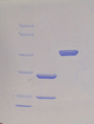 Tev Protease