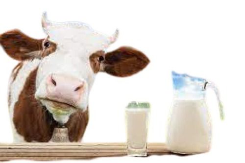 Hygienically Packed Original White Fresh Cow Milk Age Group: Old-Aged