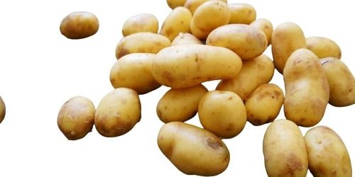 Naturally Grown Storage Healthy Oval Shape Raw Fresh Farm Potato