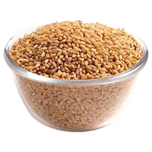 Pure Commonly Cultivated Air Dried Wheat at Best Price in West Godavari ...