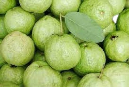 Round Shape Sweet Taste Healthy 95% Mature Fresh Green Guava