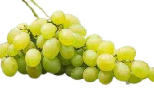Sweet Taste Small Size Commonly Cultivated Farm Fresh Green Grapes
