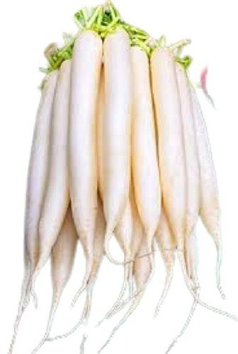 Healthy And Naturally Grown Fresh Long Shape Raw White Radish