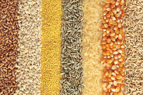 Premium Quality Healthy Food Grains