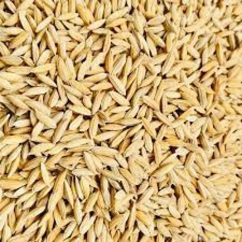  Dried Brown Paddy Seed