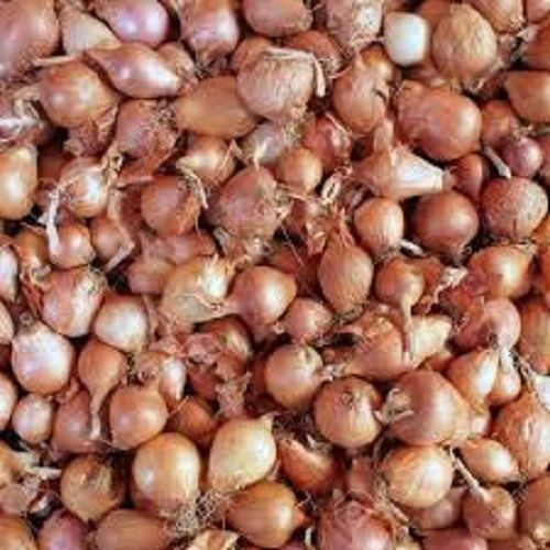 Brown Onion