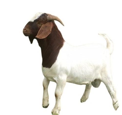 Brown With White Live Goat