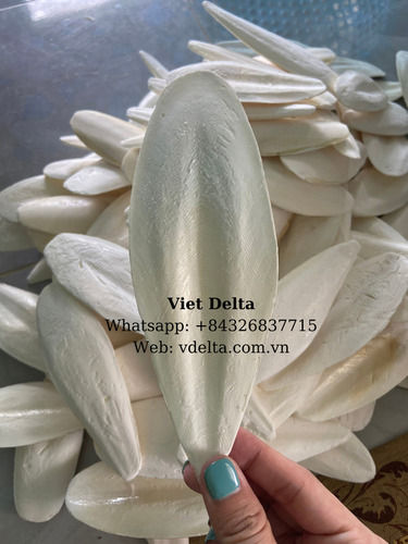 Cuttlefish bone