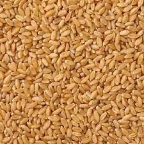 Dried 100% Pure A Grade Brown Wheat Grain